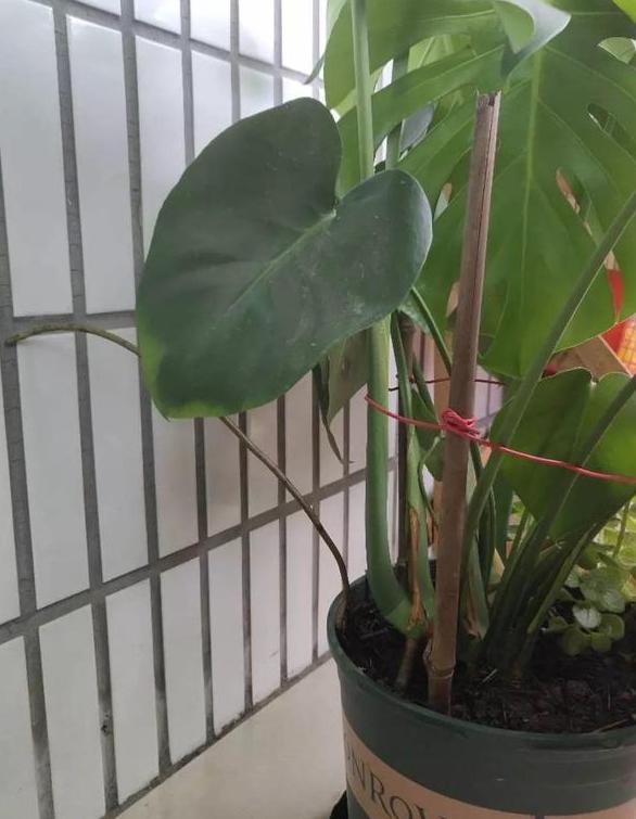 养了3年的龟背竹，冬天也给“浇点肥”，蹭蹭冒出4片新叶子