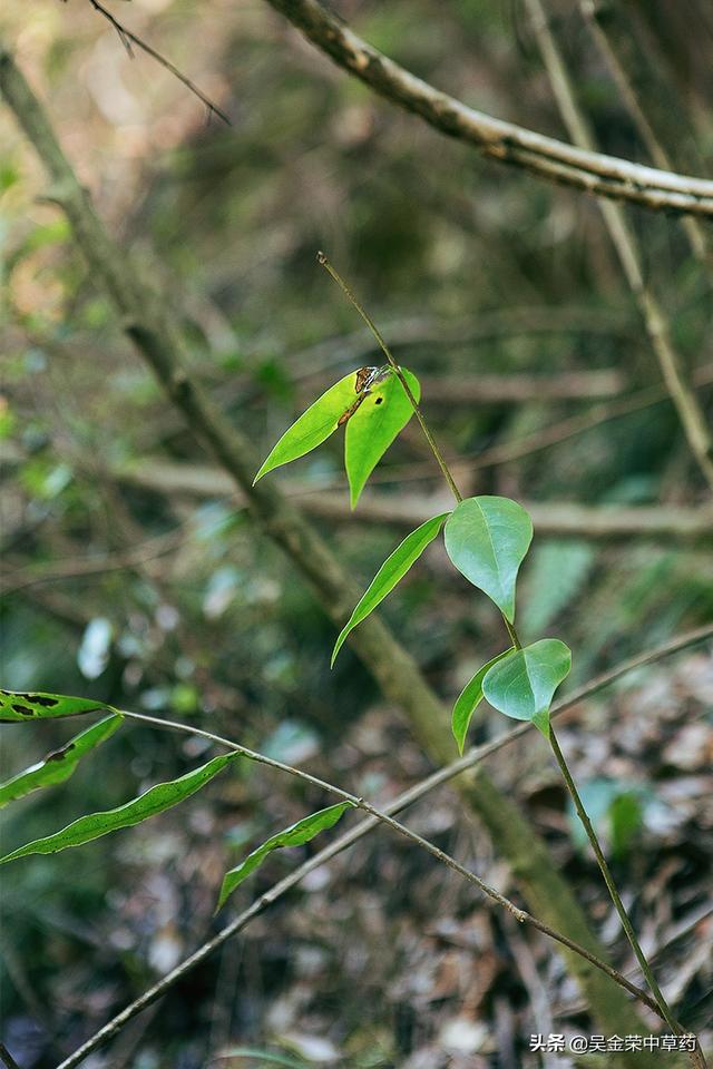 #健康学堂#常见的感冒，中暑，蚊蚁叮咬，了解下这种植物，或许对你有帮助