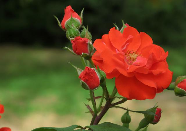 冬养的月季花枝条干枯，开花萎蔫，哪里出了问题，该怎么解决？