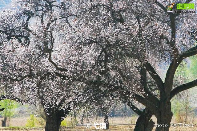 旅行百事通:甘肃有座小城,丹霞中的杏花村,被称为全国奇观!却少有游人