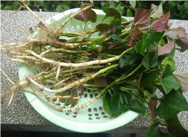 内酰胺|吃这 4 种蔬菜要当心！蕨菜、鱼腥草竟然榜上有名