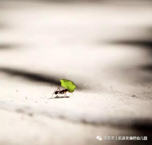 「你的育儿经」「防控“新冠”，安幼在线」——宅家课堂（二）