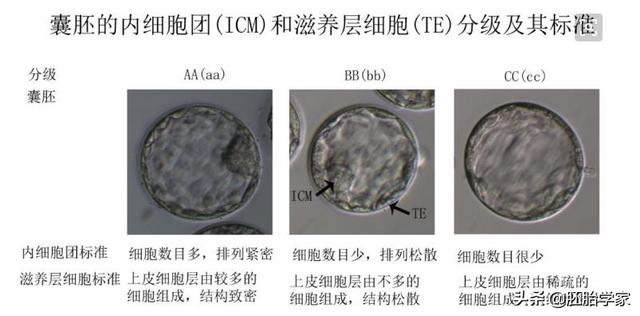 『超级宝妈』试管婴儿周期中准爸准妈面临的艰难抉择,移植囊胚还是D3胚？
