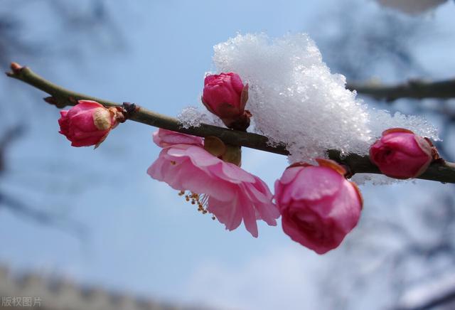 天冷就养“雪中四友”，迎寒绽放，冬天也能开出“春色”