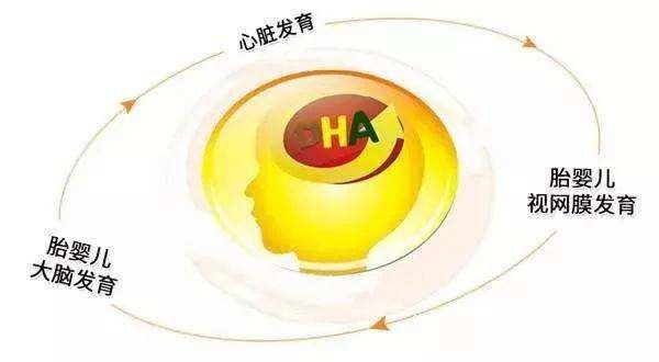 你的育儿经▲赢在起点：新生儿及婴幼儿如何科学补充DHA？