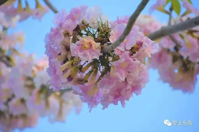 旅行柚子君■这个春天,乐东的花又开好了 趁着花期,可以出去赏花哦!