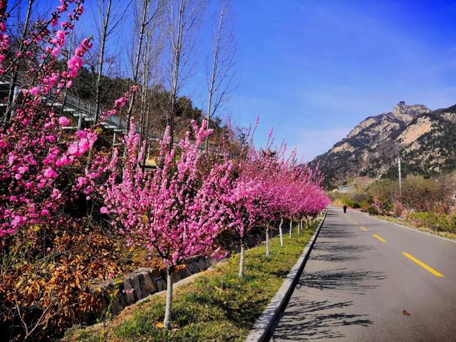 『约吗旅行』迎着春光，赴一场花海之约~