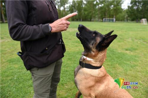 西班牙牧羊犬认真训练 曾获大奖活力十足