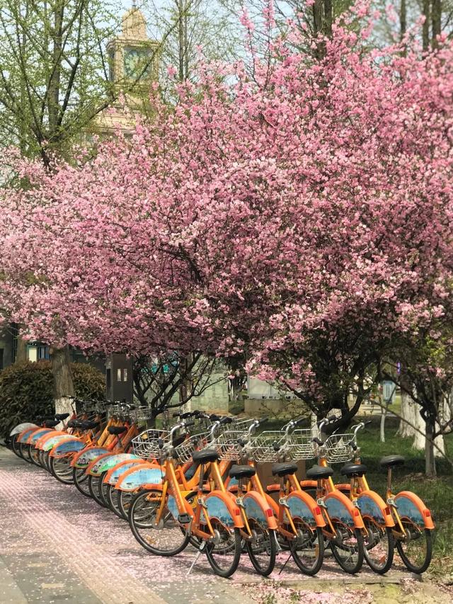 「趣旅游」趁樱色,入画来!