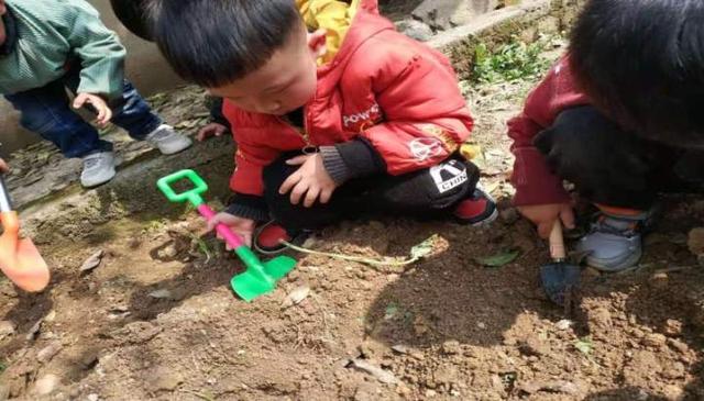 土豆|给土豆宝宝安家！青山湖街道横畈幼儿园的“小农夫”上线