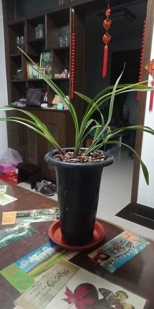 不同的花要用不同的花盆，用对花盆花长得旺，用错可能黄叶烂根