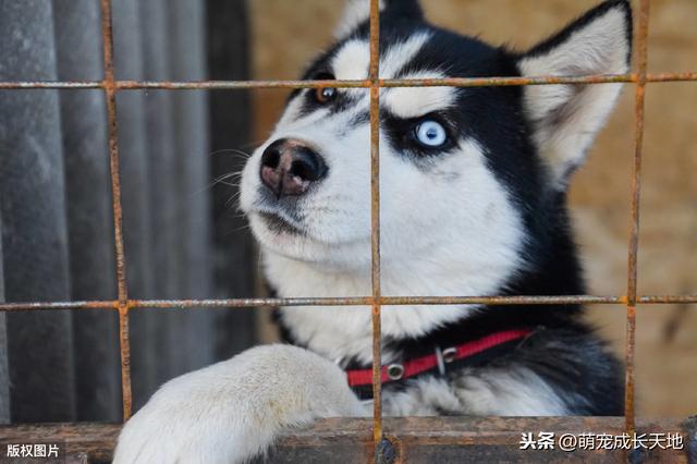 【你的育儿经】怀孕可以养狗，但是最好不要养下面这几种狗，养了的也要多注意