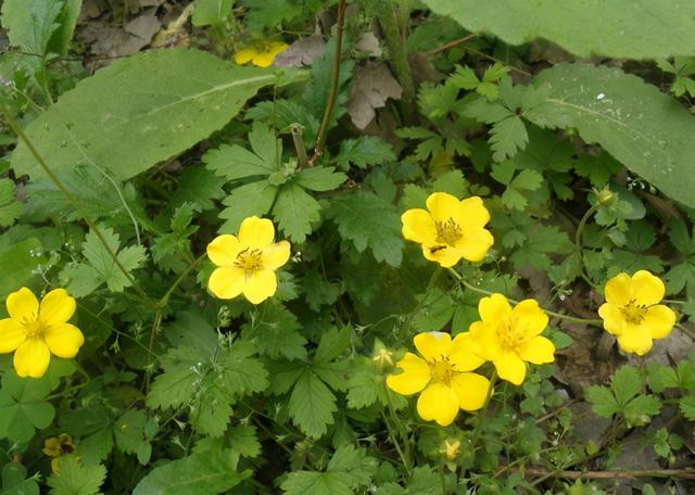 冬天养盆“小杂草”，稳赚不赔，花朵蔓延一阳台，五彩缤纷开到夏