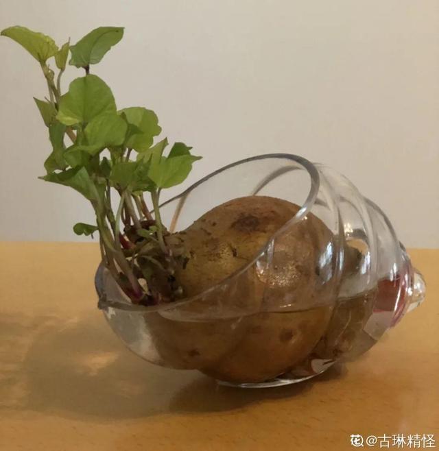 人参萝卜开花了，我种的花，都是这么奇奇怪怪