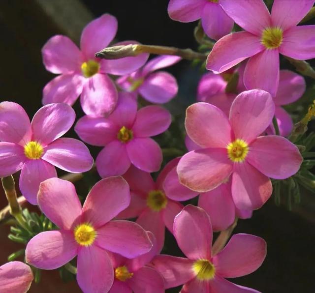 酢浆草|长发飘飘 or 纤细苗条，多毛酢浆草家族等