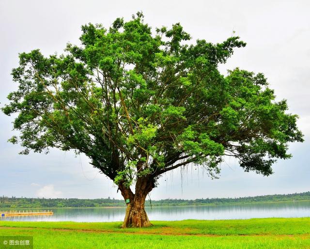 Learning from Big Trees: How to Be a Person (Truly Wonderful)