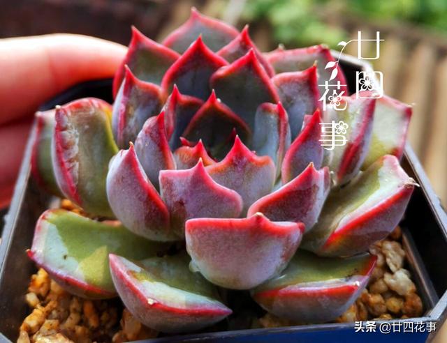 “控养”多肉有条件，“3要5不要”，做对肥美，做错变瘦不长个