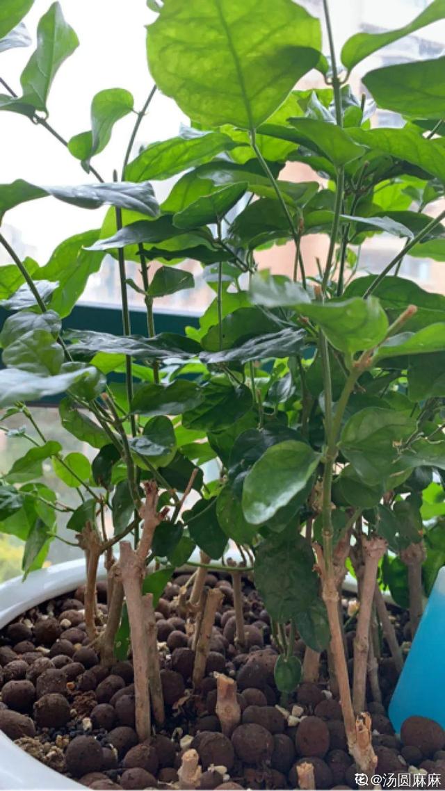 逛花市去捡漏，买了一堆长寿花，拿回来竟然全活了