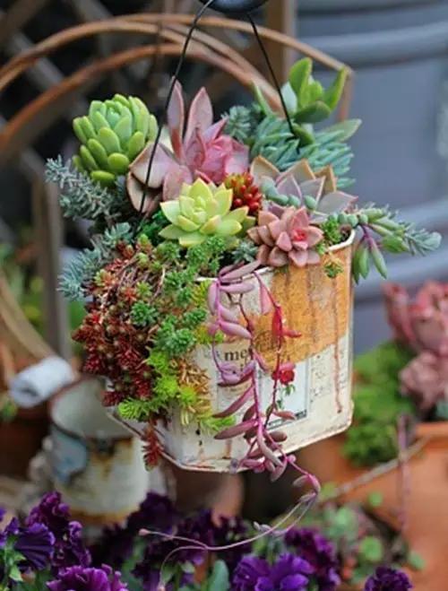 你的育儿经|这些花儿孕妇不要养