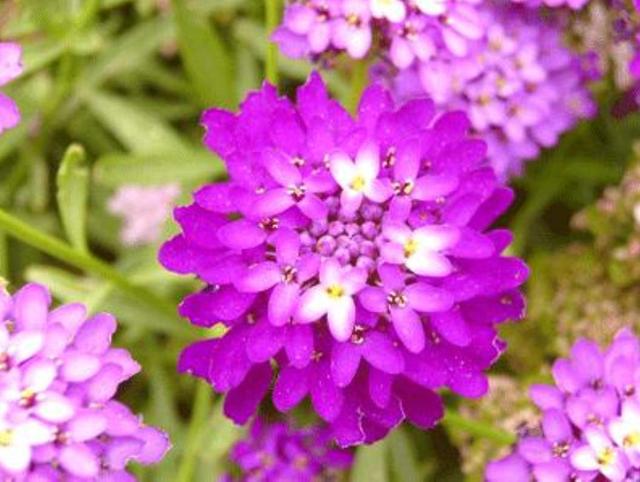 一种花能开三色花，白的紫的粉红的，名叫蜂室花开花持久花香飘远