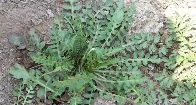 建议多吃这几种野菜,提高免疫力,清肺润肺,增加抵抗力