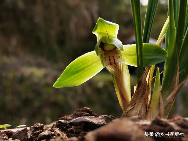 冬天放在外面的兰花怎样防冻？农夫亲自实验的两招，简单又有效