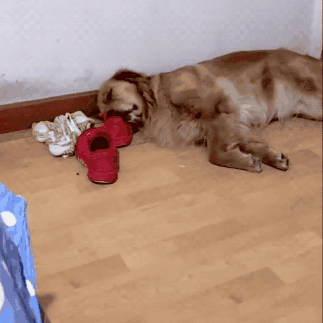 第一届狗狗奇葩睡姿大赏:哈哈哈哈看一次笑一次!