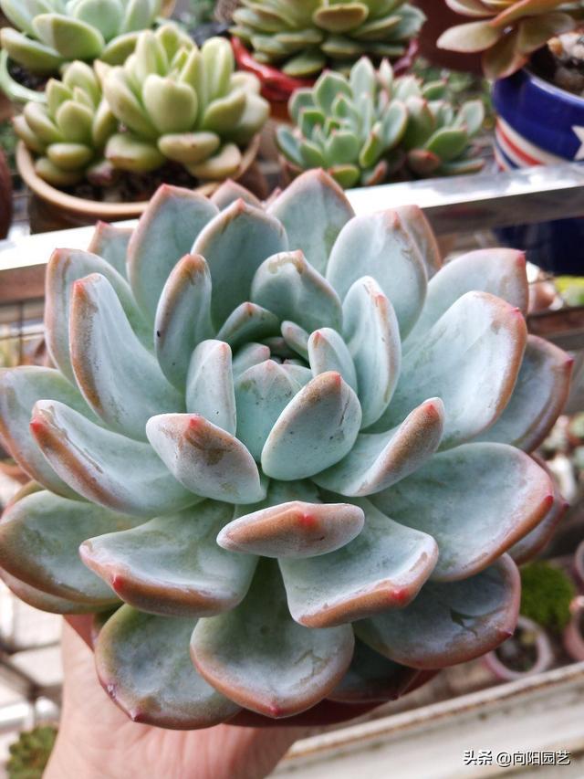 霜冻来了，北方地区要注意，多肉赶紧往家搬，小心冻成冰雕