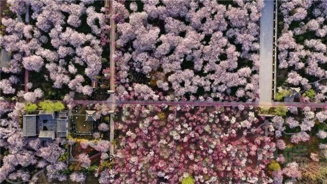 #世界那么大#鄢陵万余棵樱花争相绽放 如云似雪