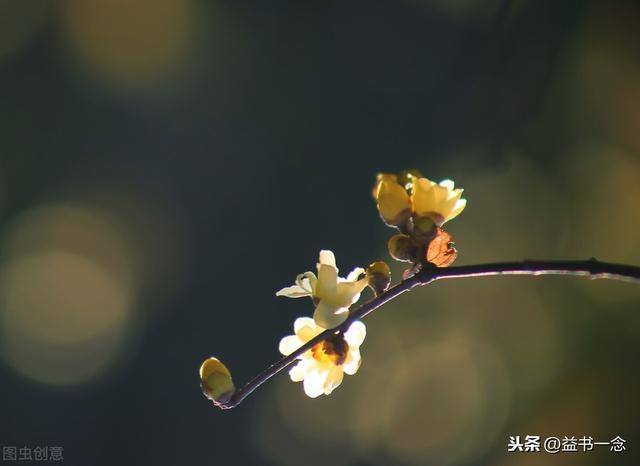 「一花一世界，一木一浮生」！佛经里那些精美而充满禅意的句子