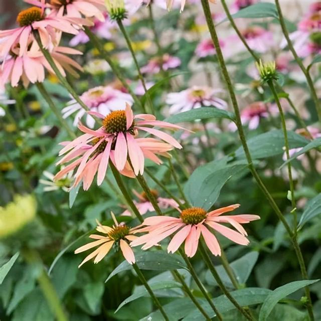 夏季庭院里一抹浓艳的色彩——松果菊