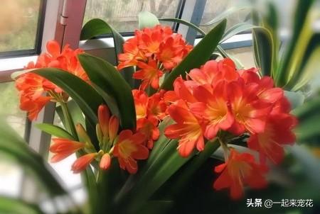 家里养君子兰，花盆里加3种植料，盆土疏松肥沃，根壮叶绿花美