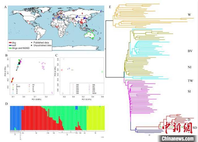 #中国新闻网#澳洲野犬源自何处？中科院两研究“殊途同归”：中国古代家犬