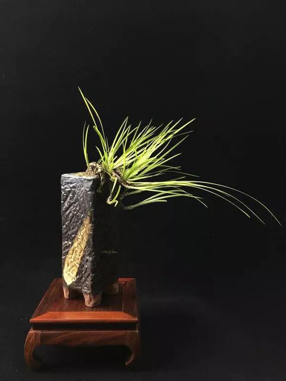 路边野草，种盆里变成值钱盆景，超好养还好看