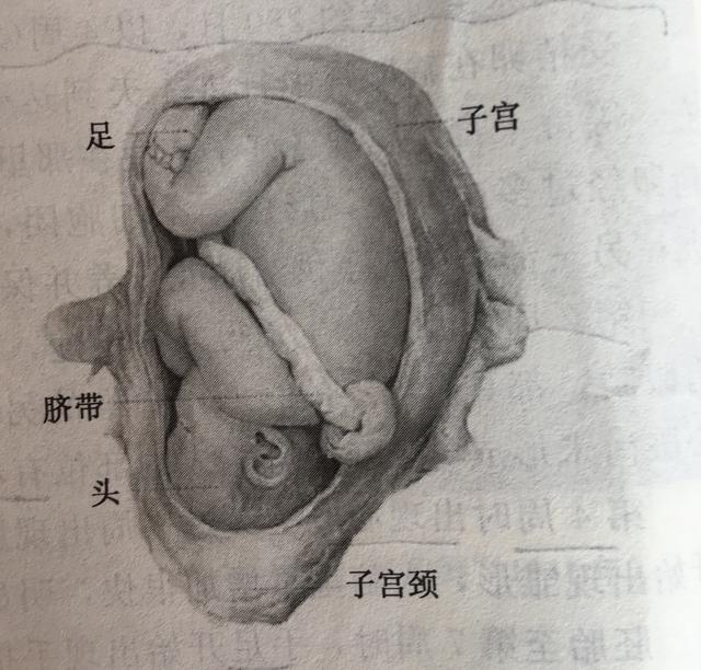 超级宝妈|你知道胎儿发育的过程吗？看完心里暖暖的
