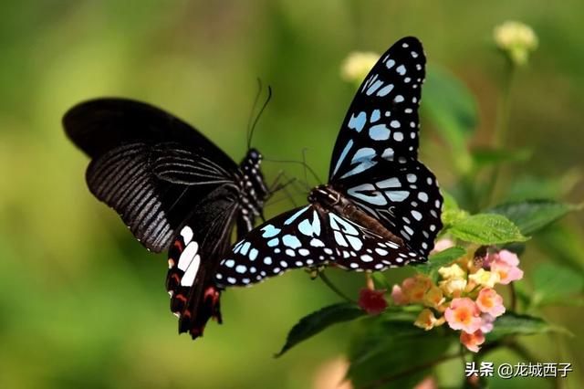 『旅行百事通』阳春三月、春暖花开，旅途中请注意您的言行举止，可否？