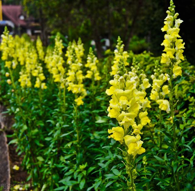 适合庭院绿化种植的花卉绿植品种，二月篇