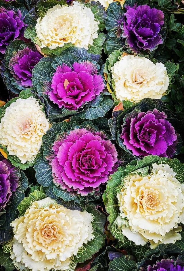 她家院子里冬天只种一种花，下雪也能常开不败，让人羡慕