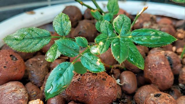 月季僵苗不长？教你打破“僵局”，冒出一圈壮芽