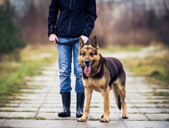 同样是警犬,为何养德国牧羊犬的人比罗威纳多?这6点也许是原因