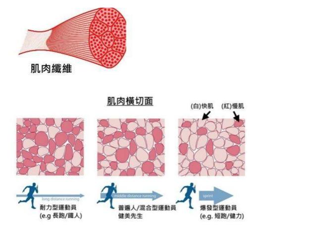 慢阻肺患者四肢细，肚子大？往往是肌肉开始萎缩