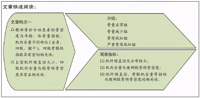 绝经后女性髋部骨折患者骨骼肌肌纤维特点与骨密度的相关性