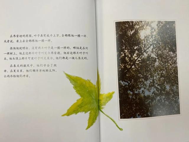 『上观新闻』家里的自然课(二十五)︱从自然绘本中读出生命存在的意义