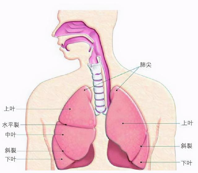 肺癌有哪些分型？肺癌细胞的行为跟正常细胞有什么不一样？