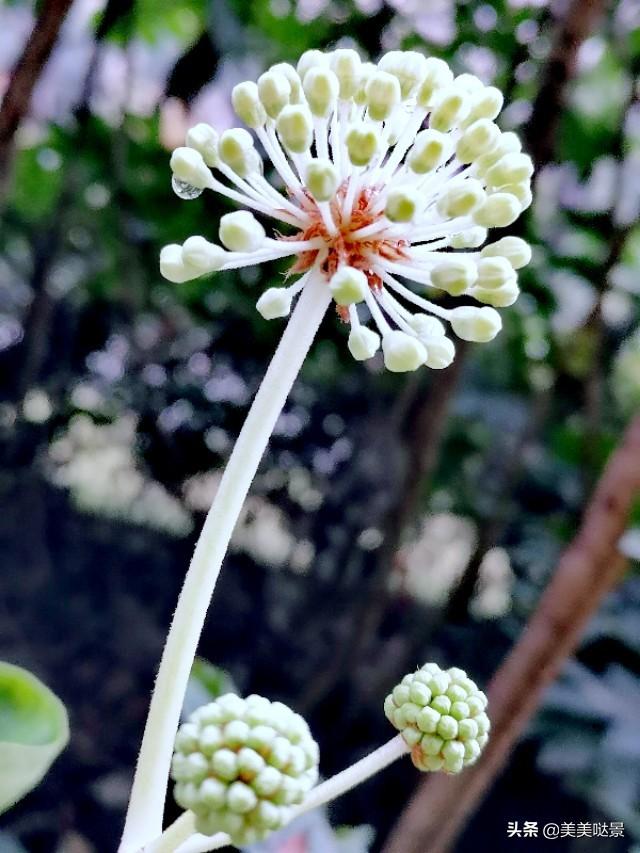 美丽的八角金盘花，花朵更加靓丽迷人，优雅别致