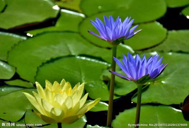 大咖分享 | 蓝色花境植物有那些？
