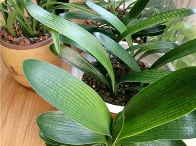 君子兰烂根不要扔，用这种方法处理，一个月长满新根