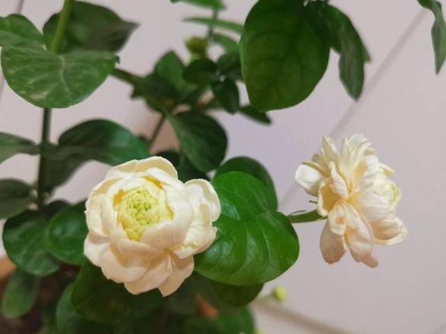 家庭养这5种花要“低矮”生长，长高就“变丑”，舍得修剪开花美