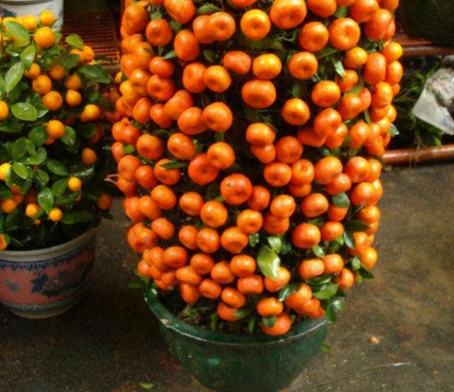 能开花也能结果，3种花养在家里，真不赖