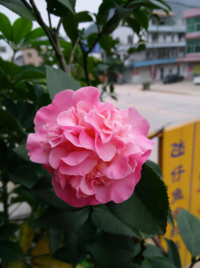 2种花特别适合冬天养，天气越冷花朵越鲜艳，状态比春天的花都美